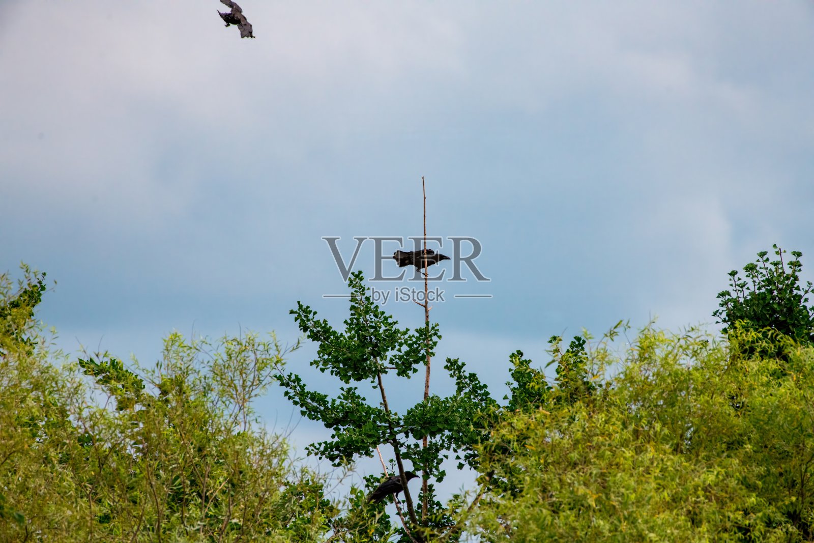 一只乌鸦栖息在树枝上。照片摄影图片
