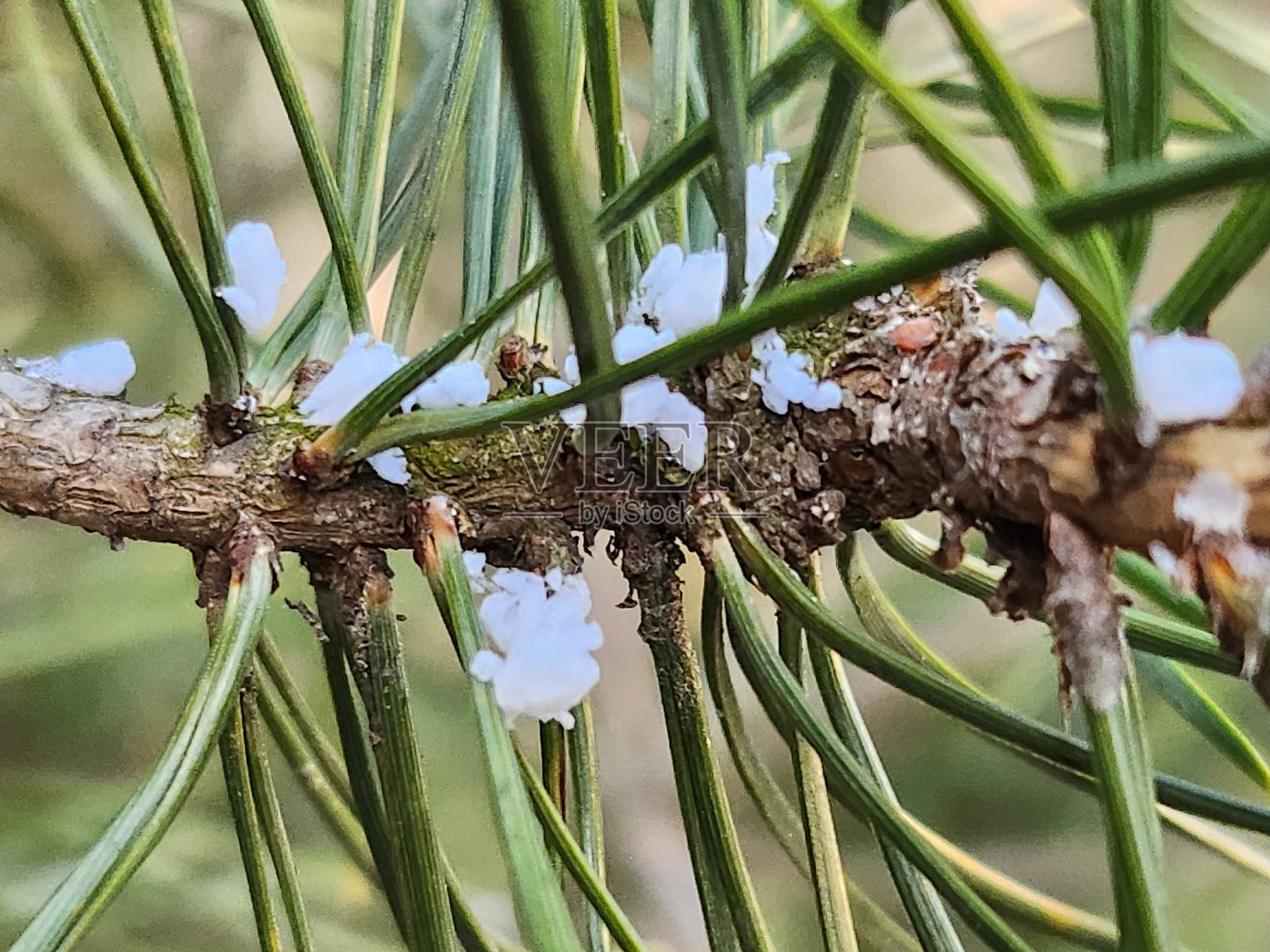 树枝间的雪花。照片摄影图片