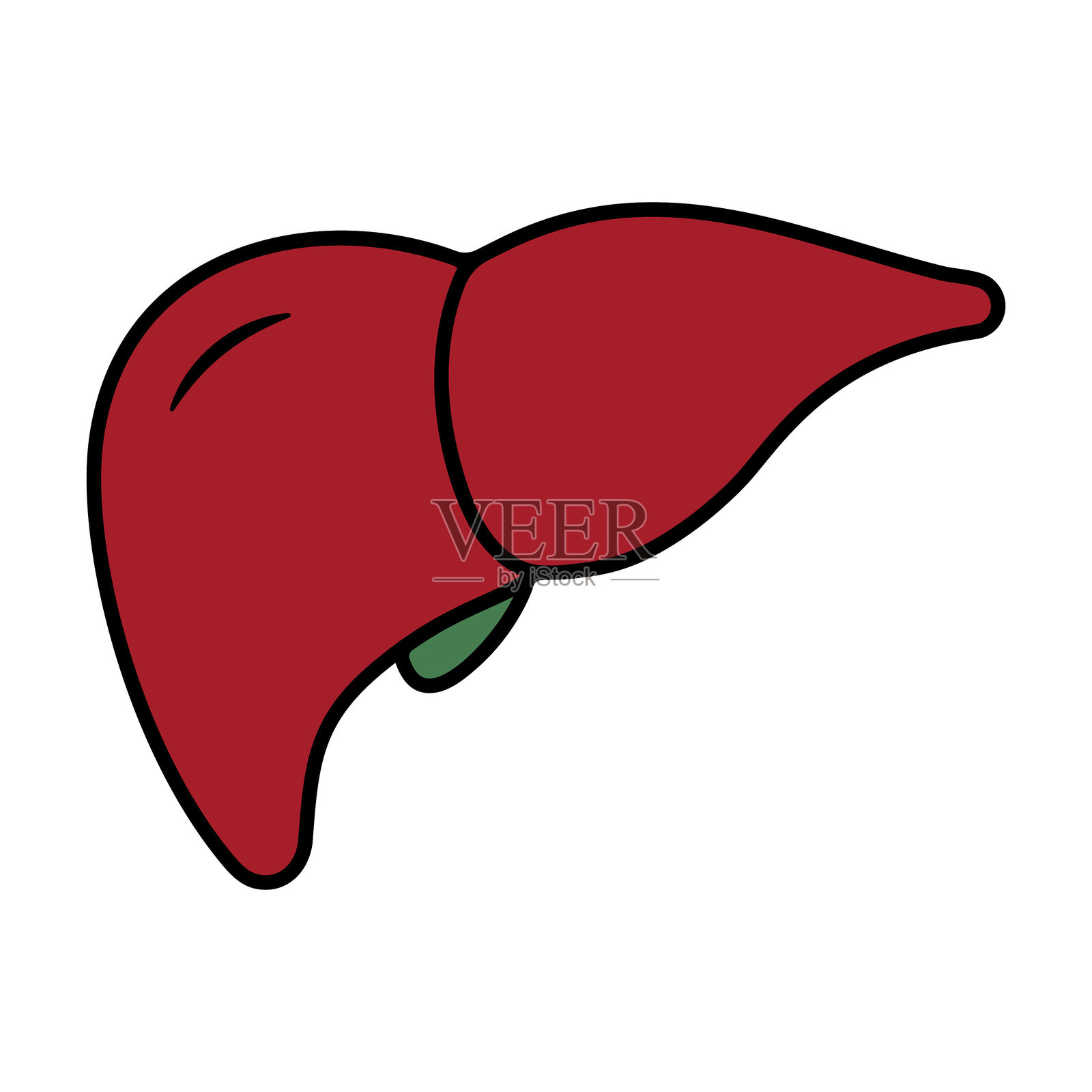 白色背景上的肝脏颜色矢量图标，展示了简化的解剖设计，供教育用途。插画图片素材