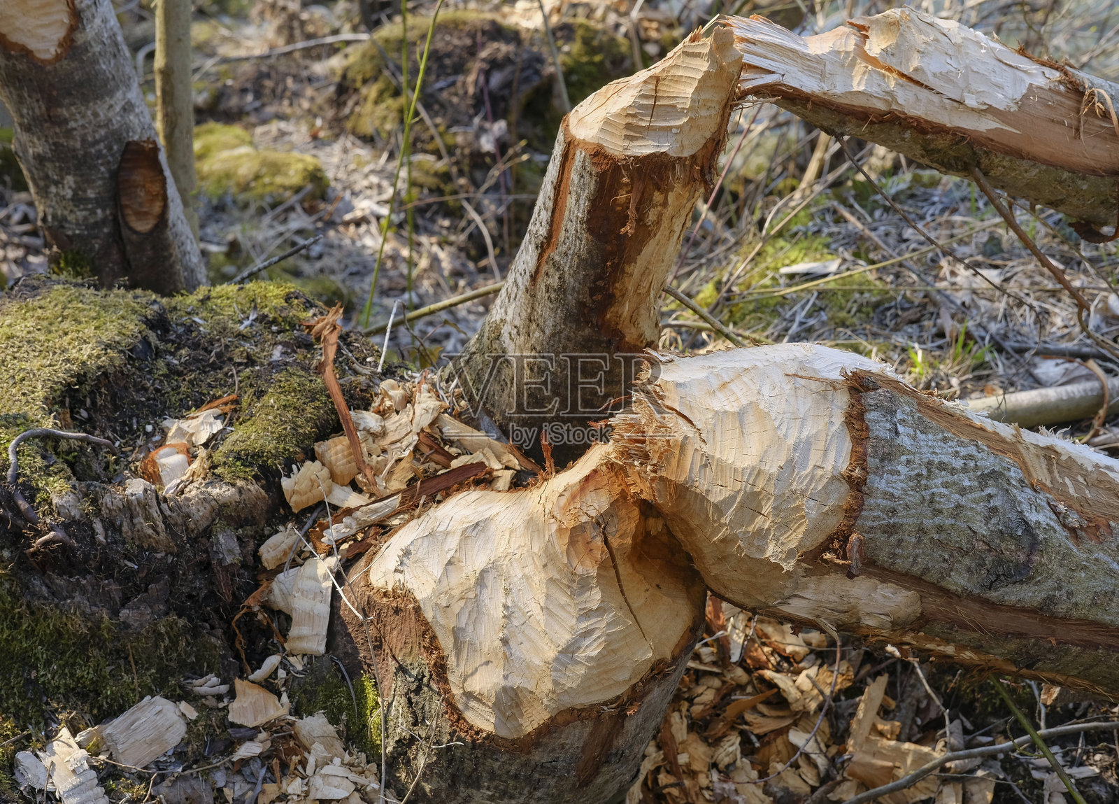 被海狸（Castor fibre）损坏的树木，奥地利-欧洲照片摄影图片
