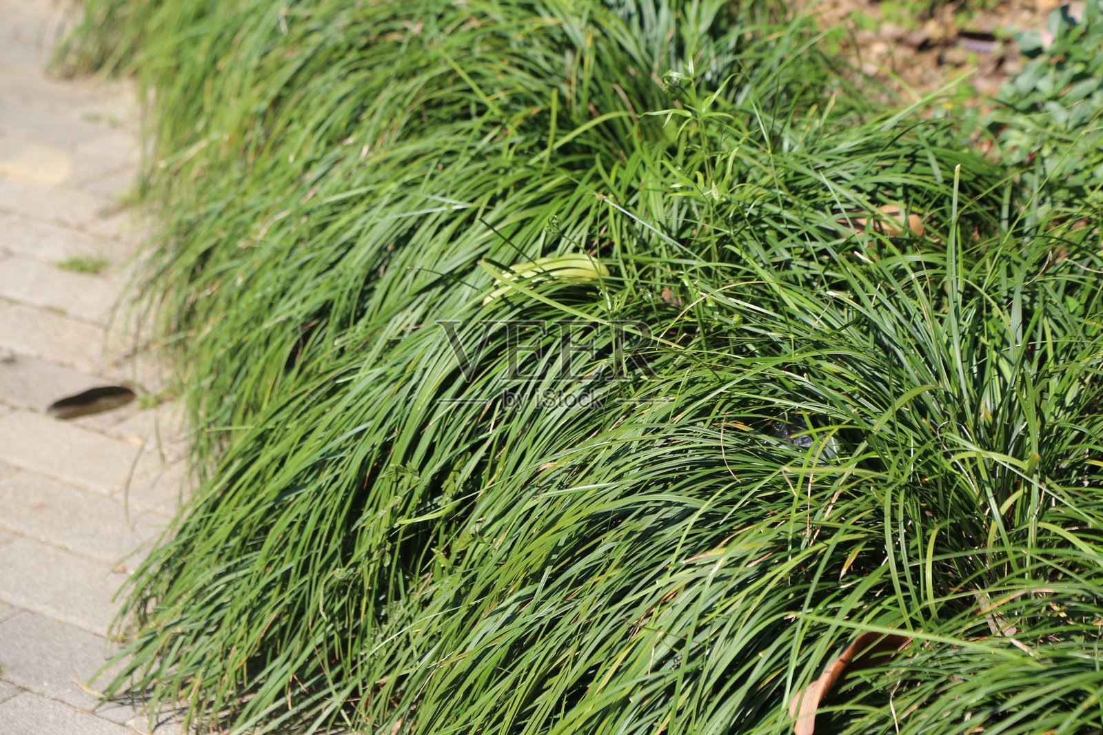 一排绿色的波迪尼尔蛇草沿着砖石人行道生长。照片摄影图片