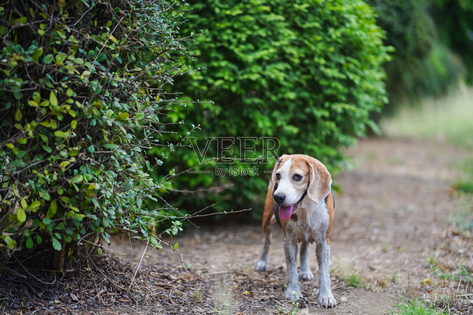 户外小路上站着的比格犬，四周被绿色植物环绕照片摄影图片