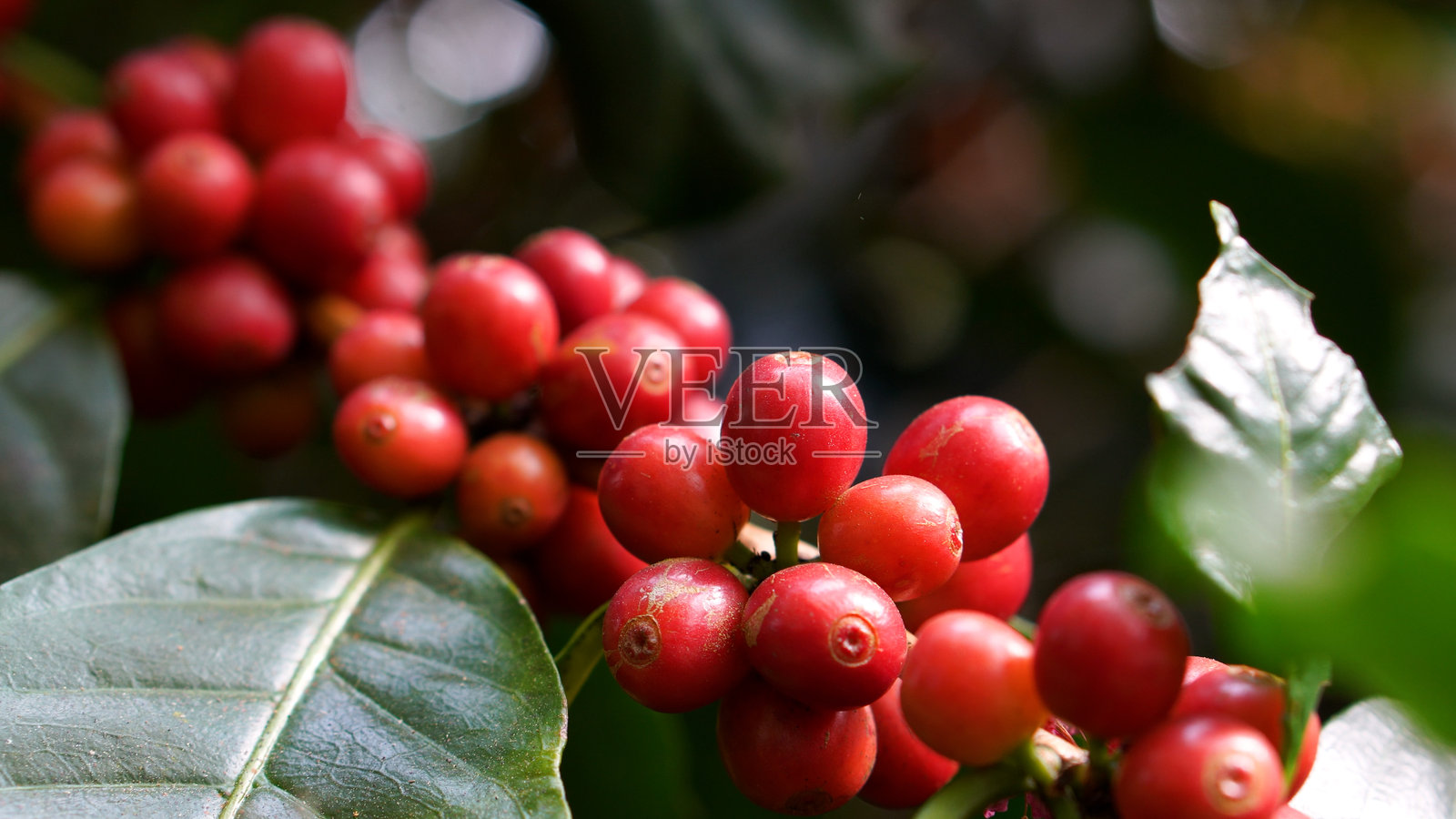 成熟的红色咖啡豆浆果植物，鲜嫩的咖啡树种子在绿色生态有机农场生长。照片摄影图片