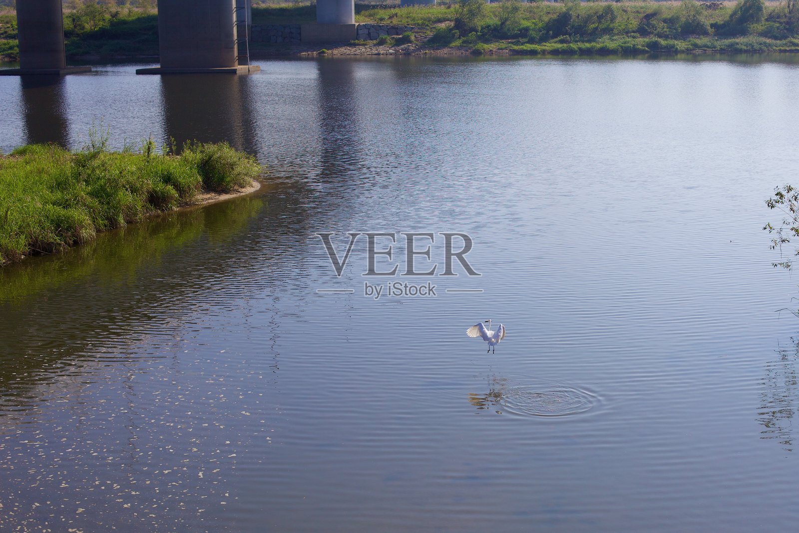 白鹭在永桑江上空起飞照片摄影图片