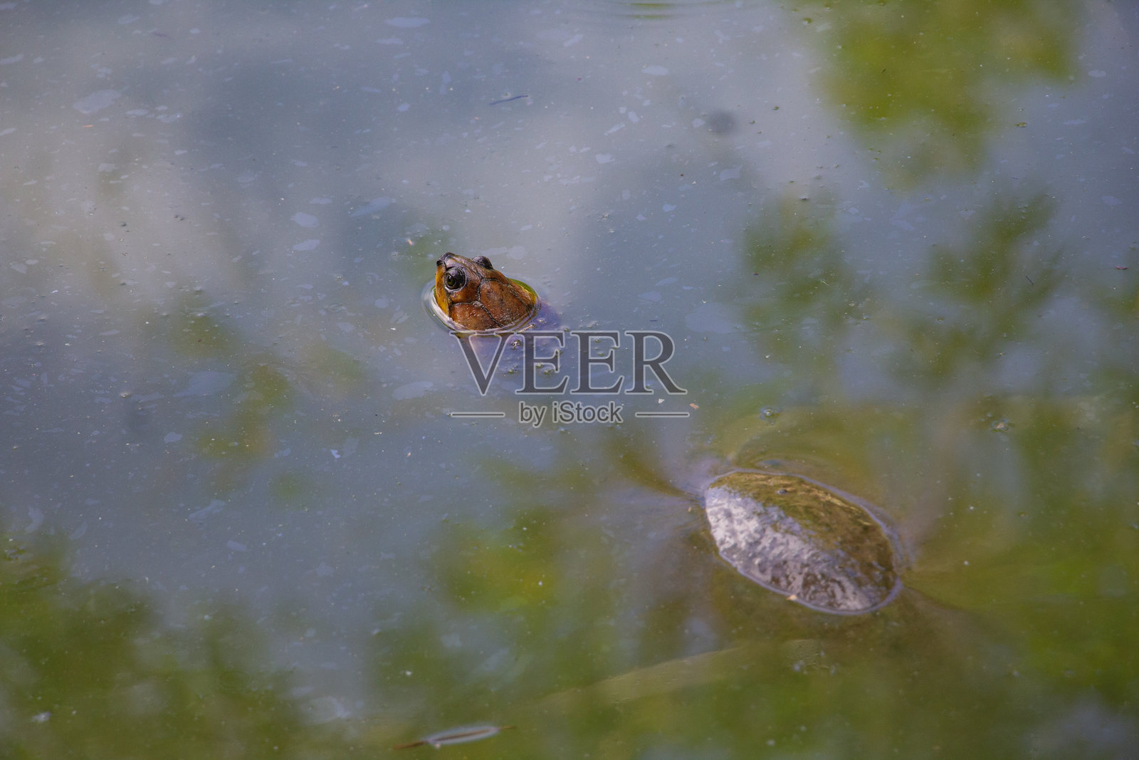 泥龟照片摄影图片