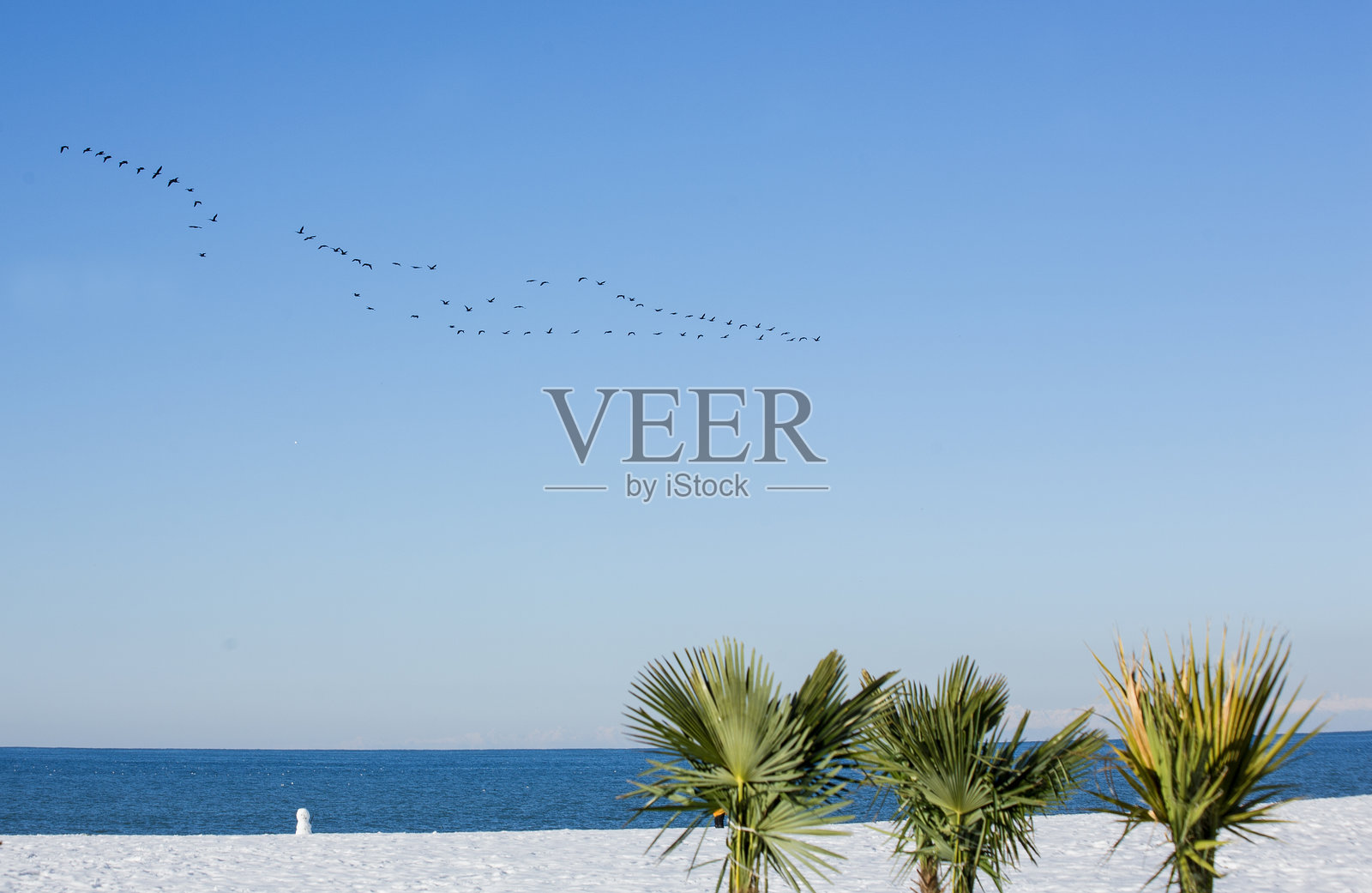 热带冬季仙境 - 雪中的棕榈树照片摄影图片