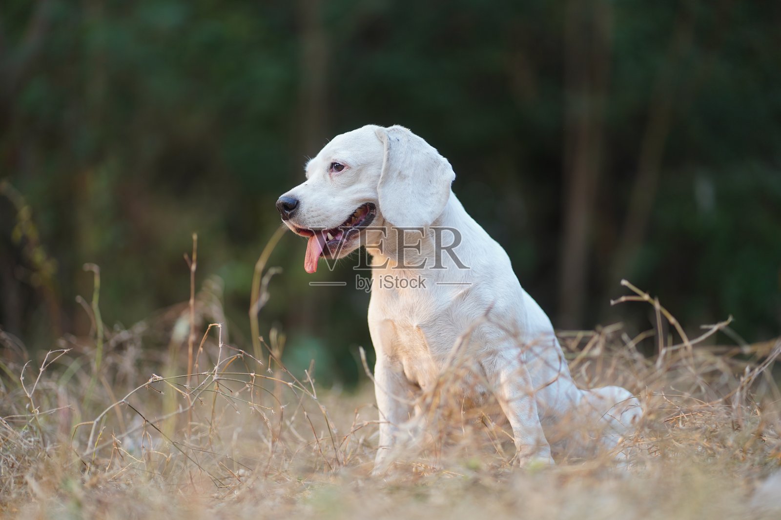 白色比格犬坐在户外的草地上，背景是绿色的。照片摄影图片