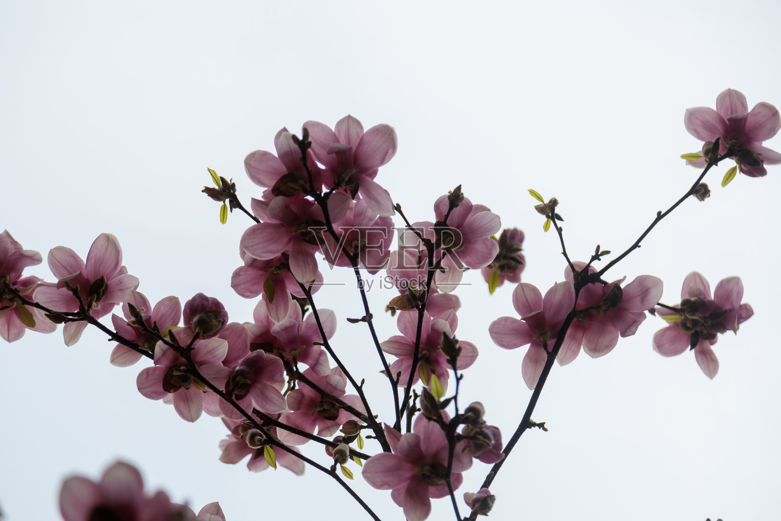 木兰花树照片摄影图片