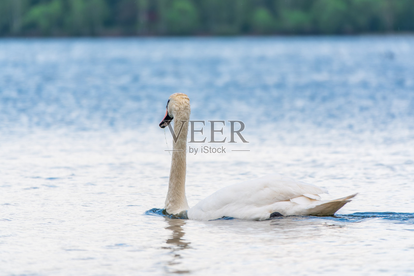 优雅的白天鹅在湖中游泳，野生天鹅。白天鹅在湖中游泳的肖像。照片摄影图片