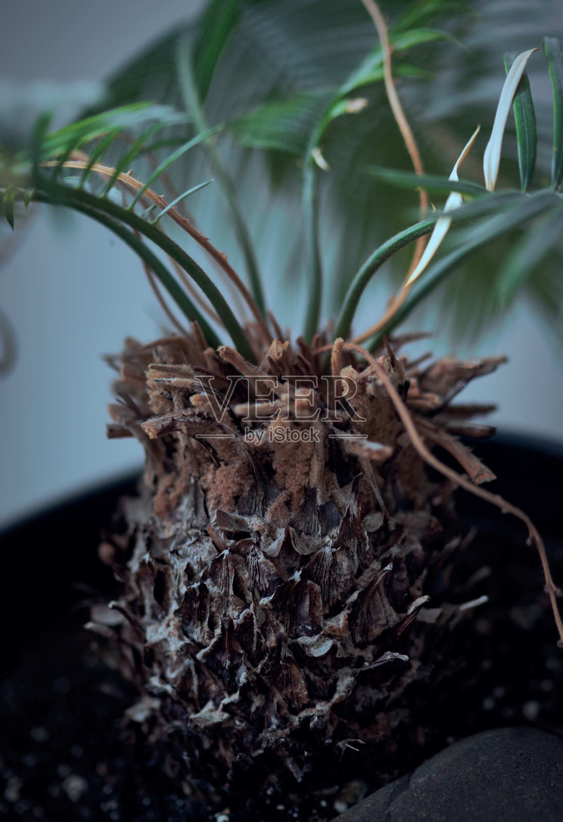 细叶龙血树的叶子特写作为背景照片摄影图片