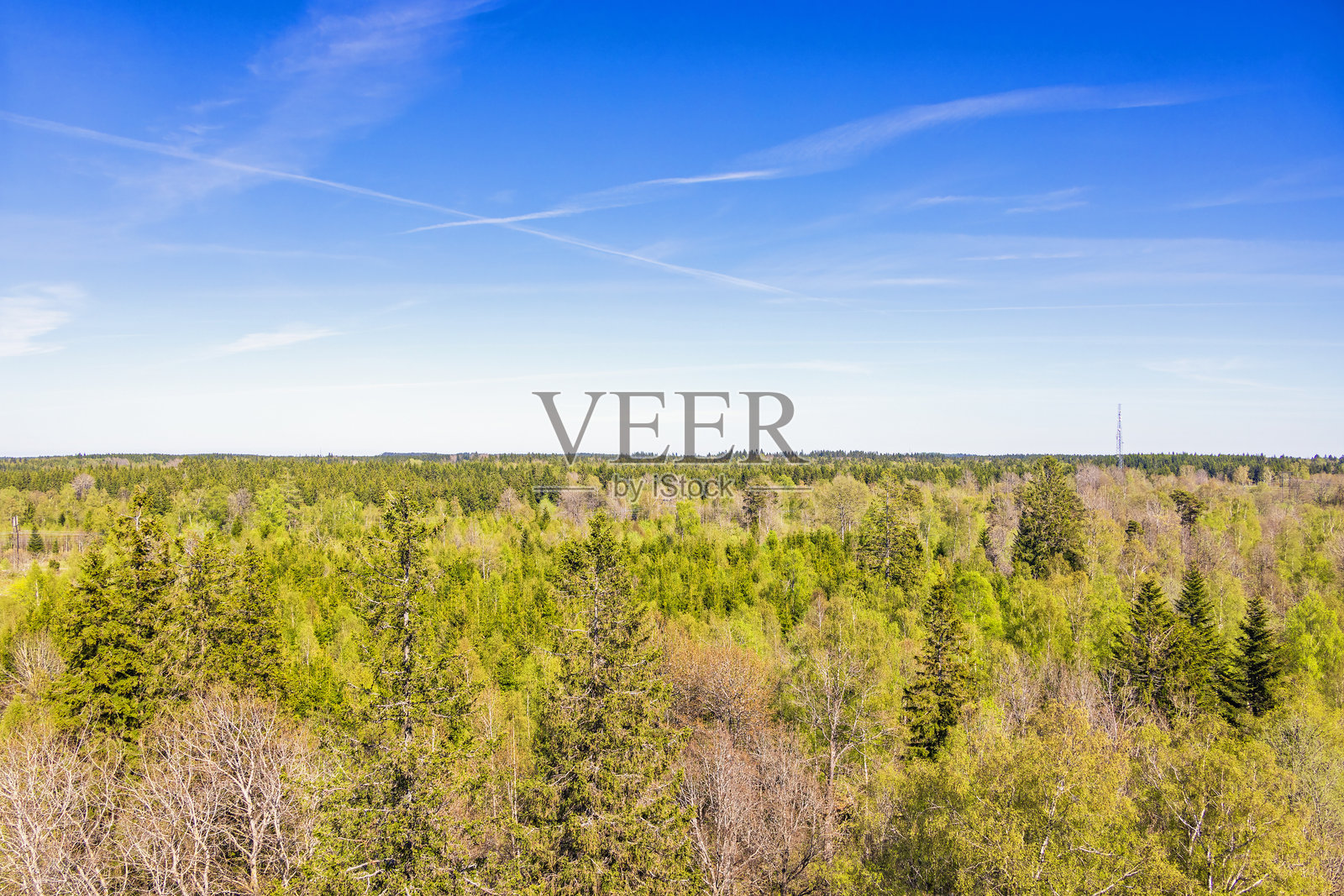 春天的混合林中，郁郁葱葱的树木在树梢上方的视角照片摄影图片