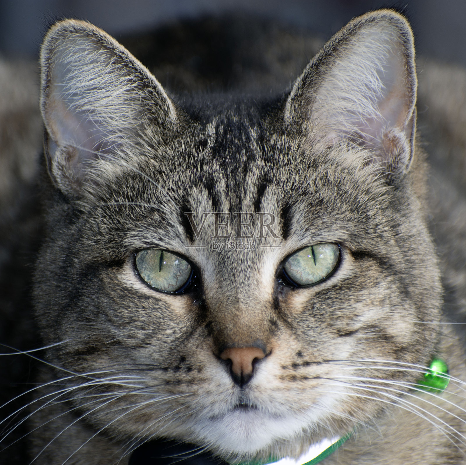 虎斑猫的肖像。照片摄影图片