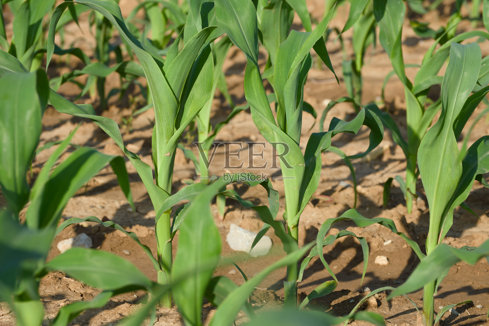年轻的玉米苗照片摄影图片