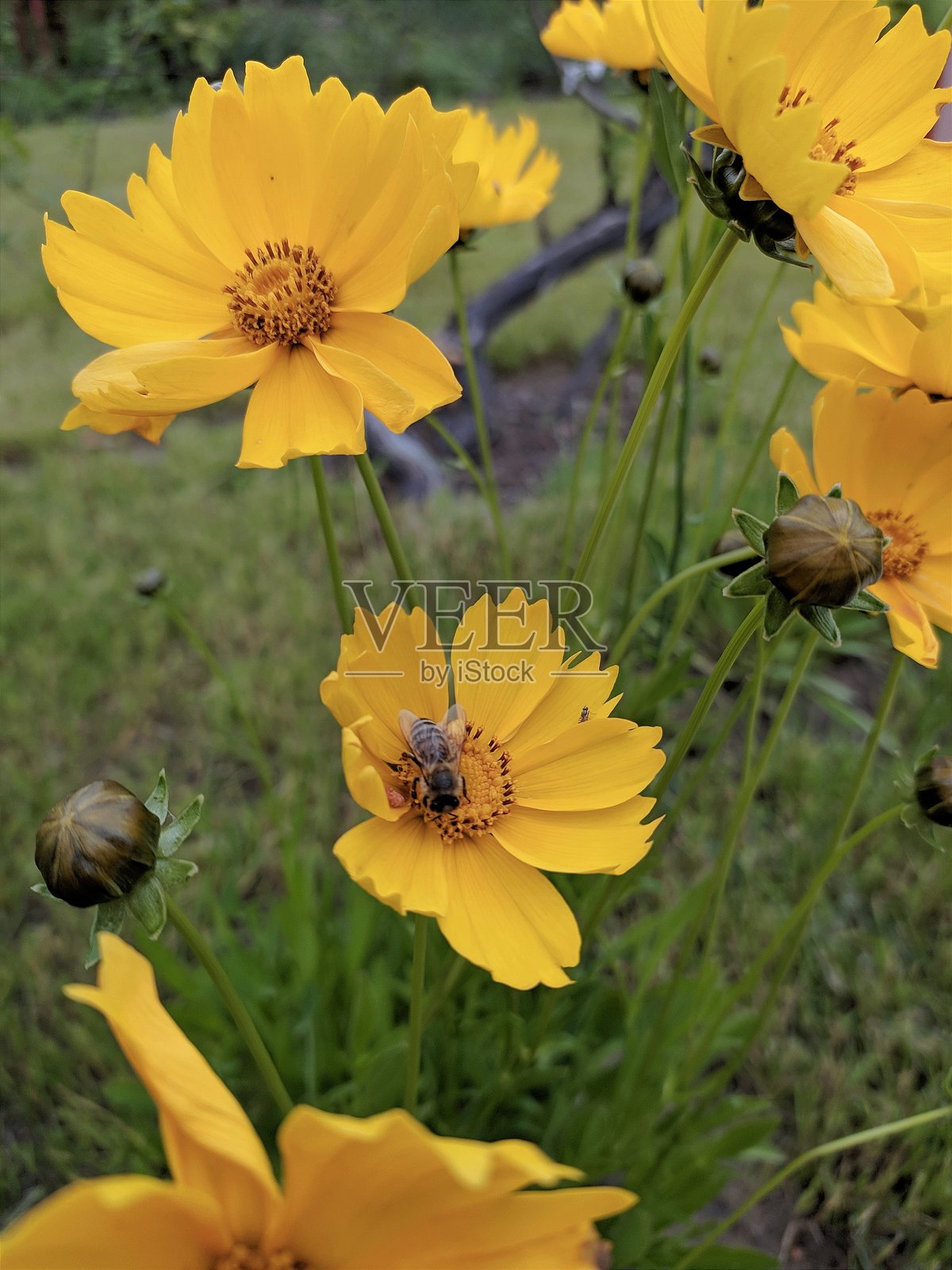 锥花金鸡菊照片摄影图片