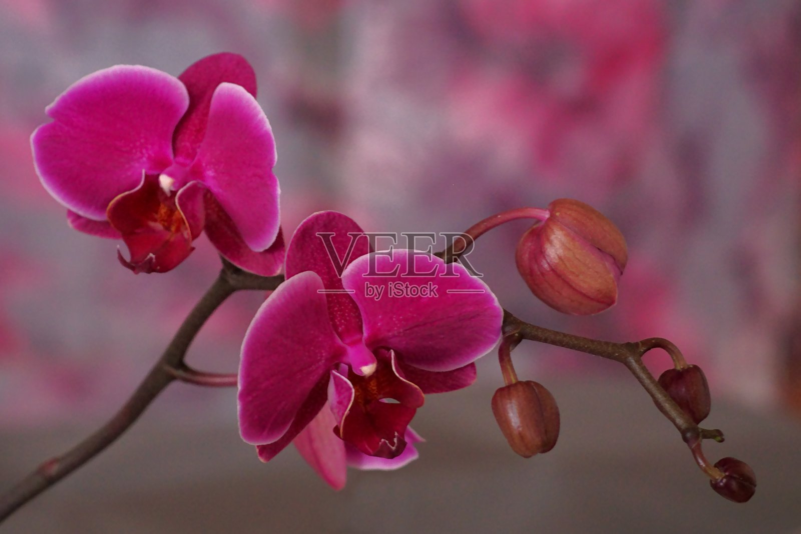 兰花的优雅与鲜艳色彩；特写摄影照片摄影图片