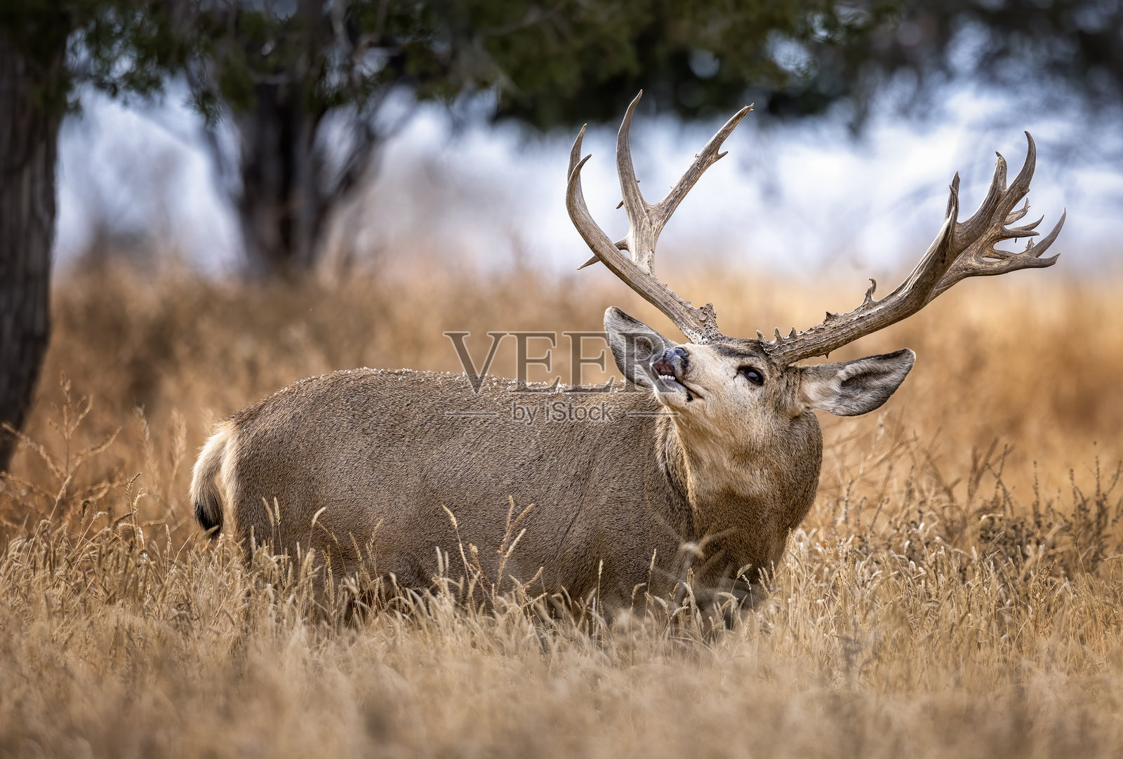 科罗拉多平原上的大型骡鹿雄鹿。照片摄影图片