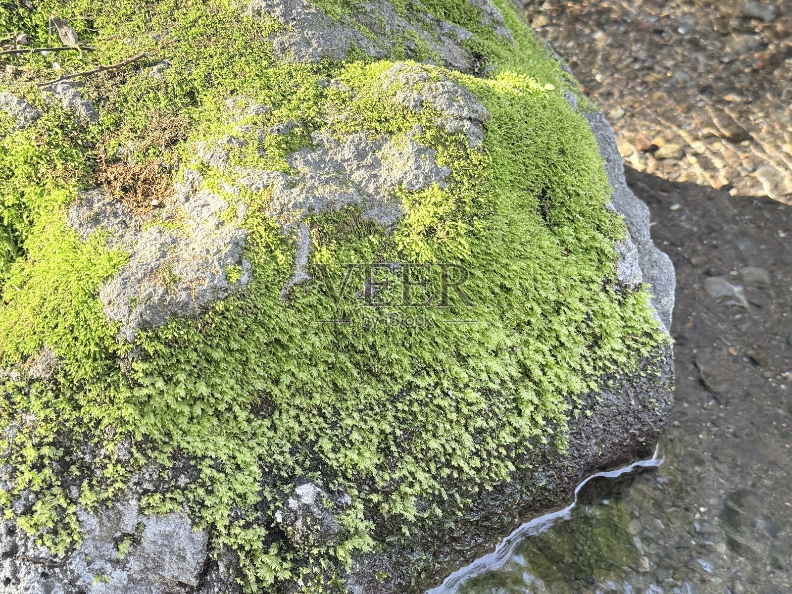 Kakita River Springs是位于日本静冈县的著名天然泉水。它以其异常清澈和纯净的水而闻名，这些水源自流经富士山的地下溪流。照片摄影图片