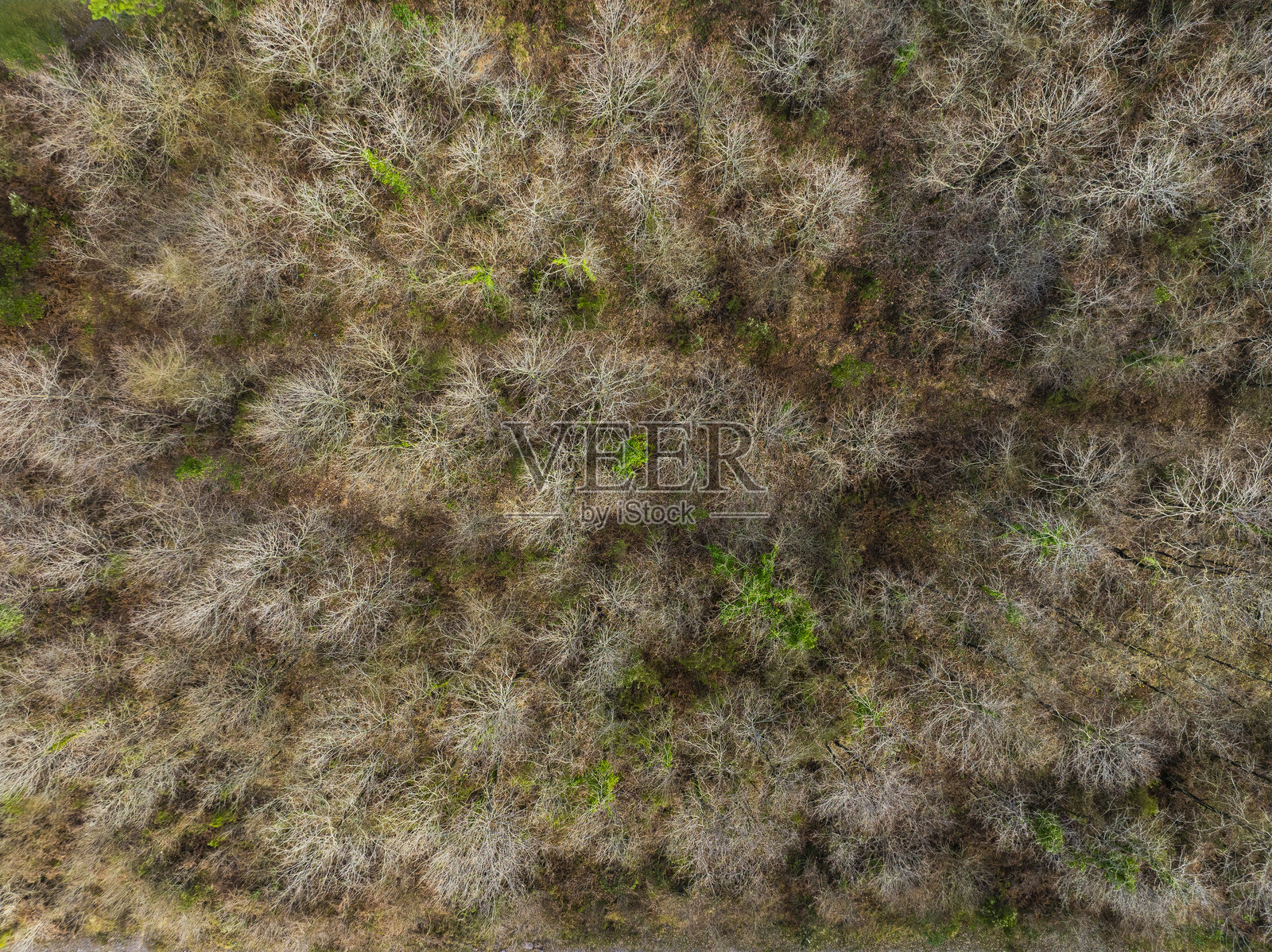 秋天的森林照片摄影图片