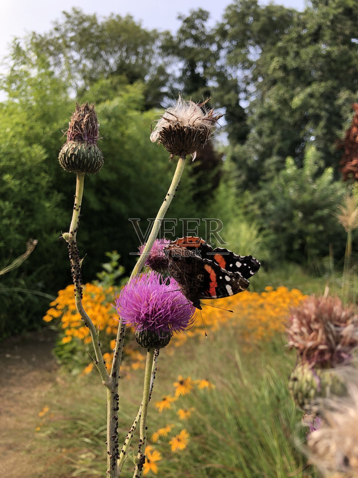 夏季探访 - 一只蝴蝶停在蓟花上照片摄影图片