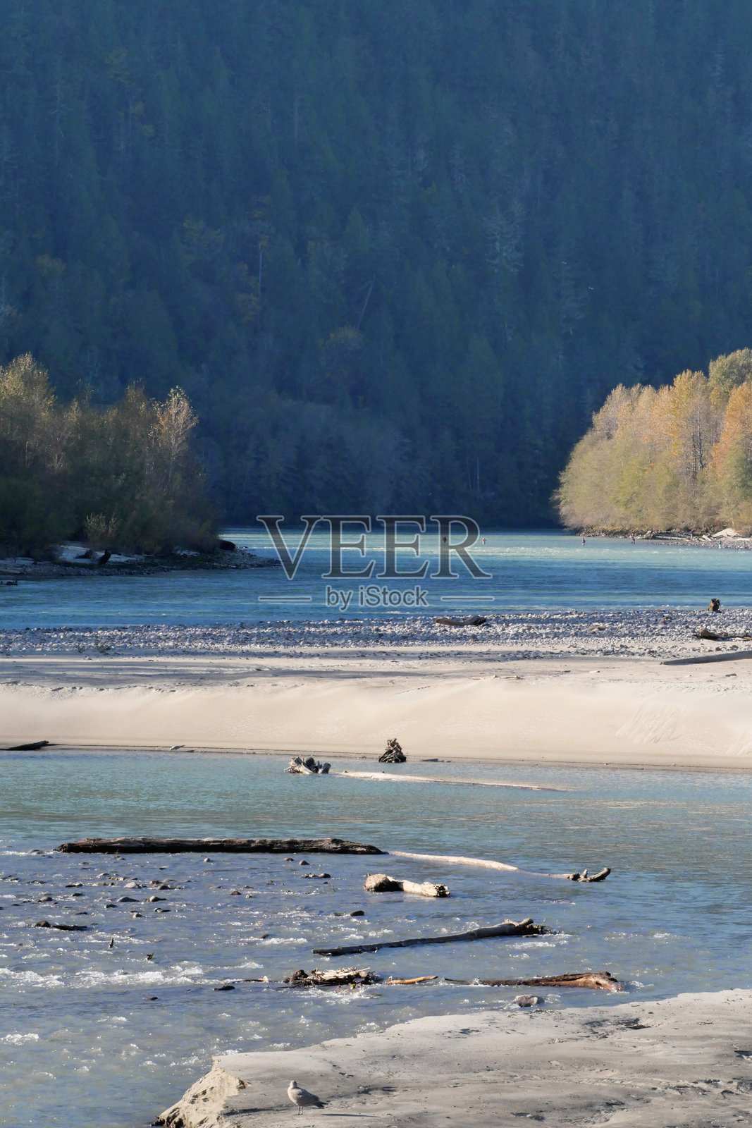 不列颠哥伦比亚省斯阔米什的布拉肯代尔鹰跑照片摄影图片