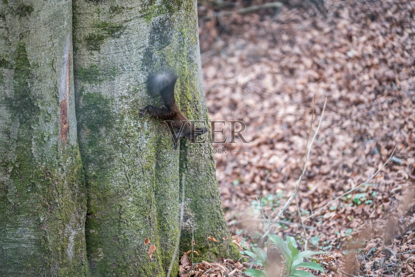 树上的松鼠照片摄影图片