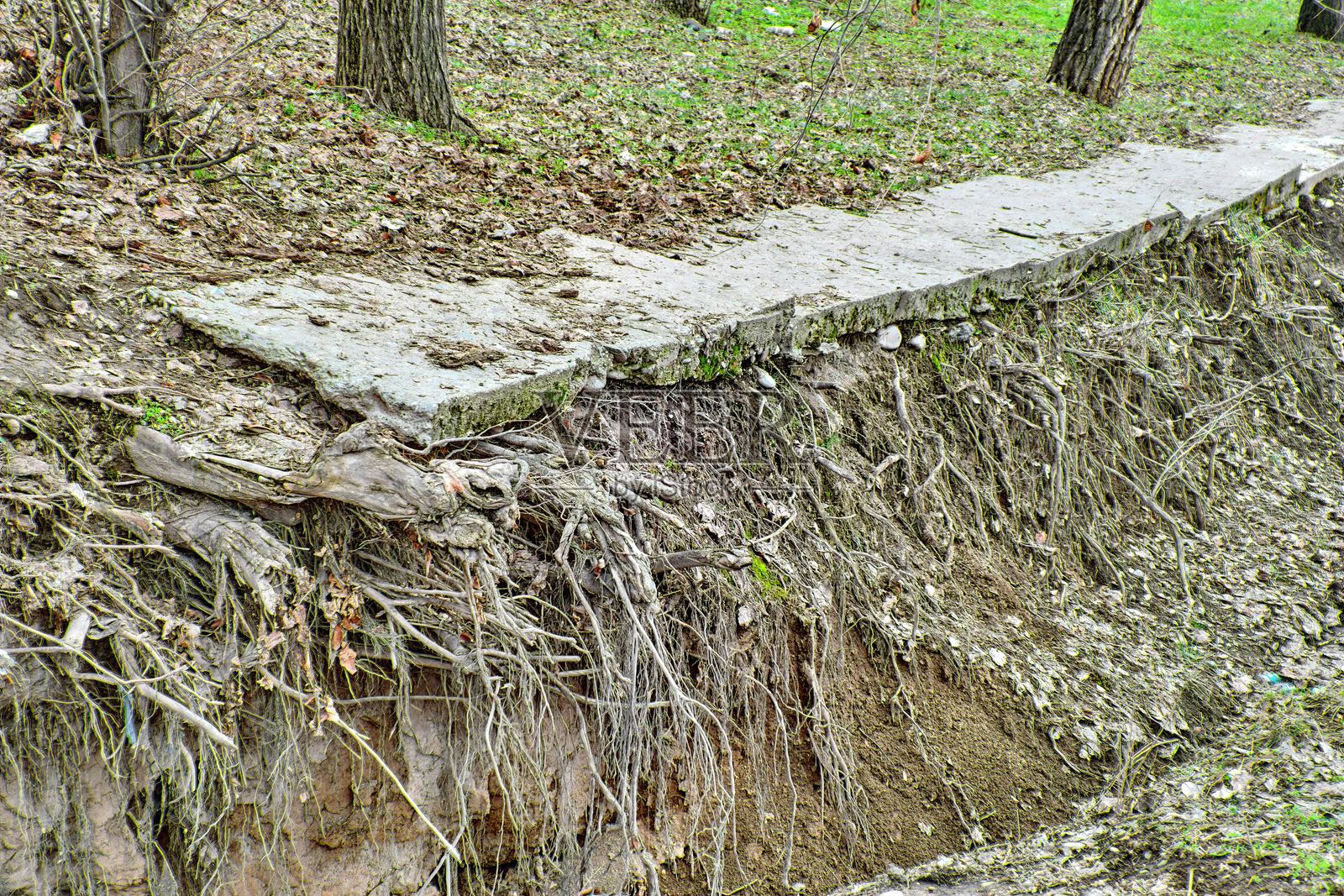 深沟因土壤侵蚀而暴露出树根。混凝土板因地面冲刷而移动。照片摄影图片