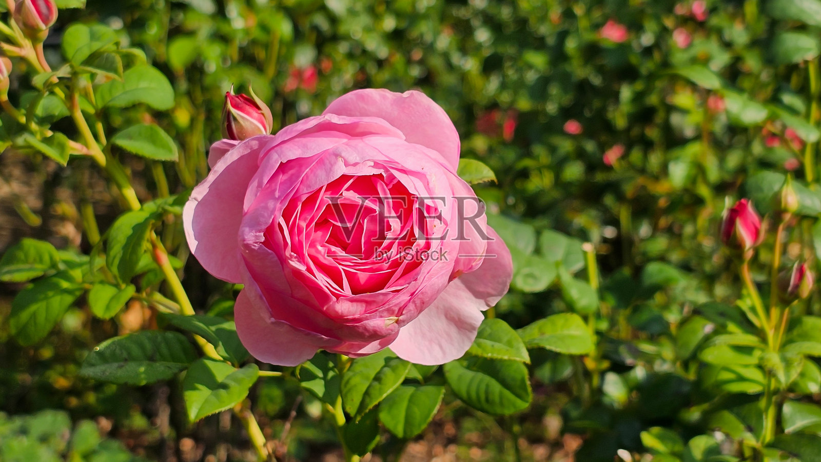 一朵粉色花朵位于绿色田野的前景中照片摄影图片