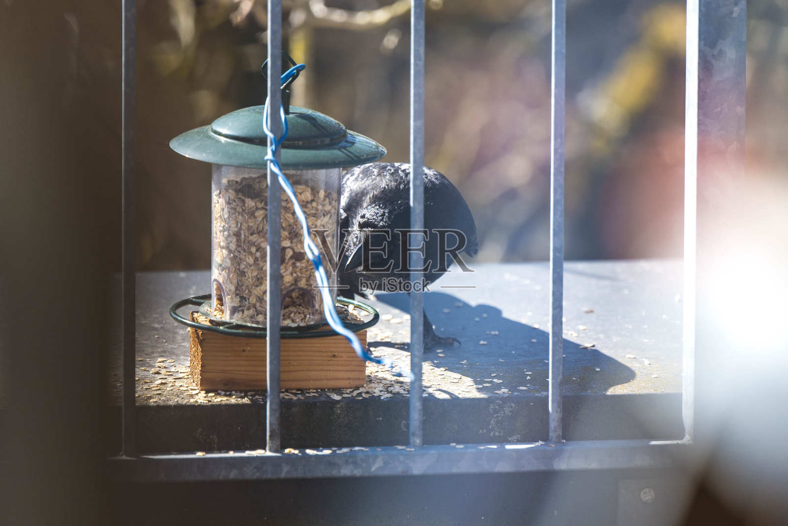 鸟屋上的乌鸦照片摄影图片