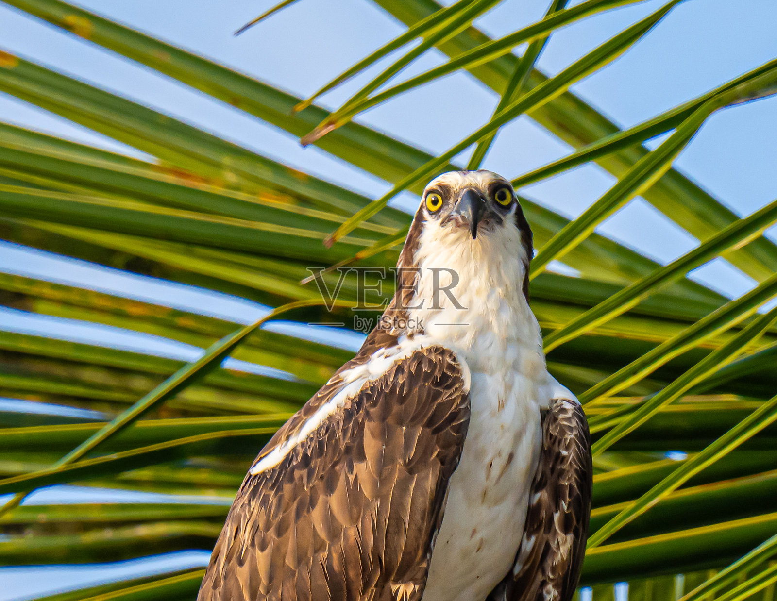 鱼鹰栖息在棕榈树上照片摄影图片