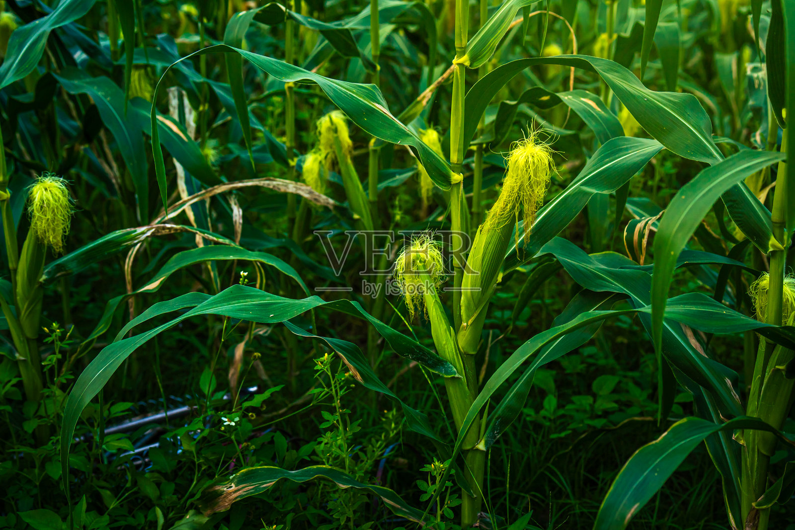玉米田，绿草如茵，田野中的玉米，或在亚洲国家的农业收获，背景是蓬松的云朵和蓝天的日落。照片摄影图片
