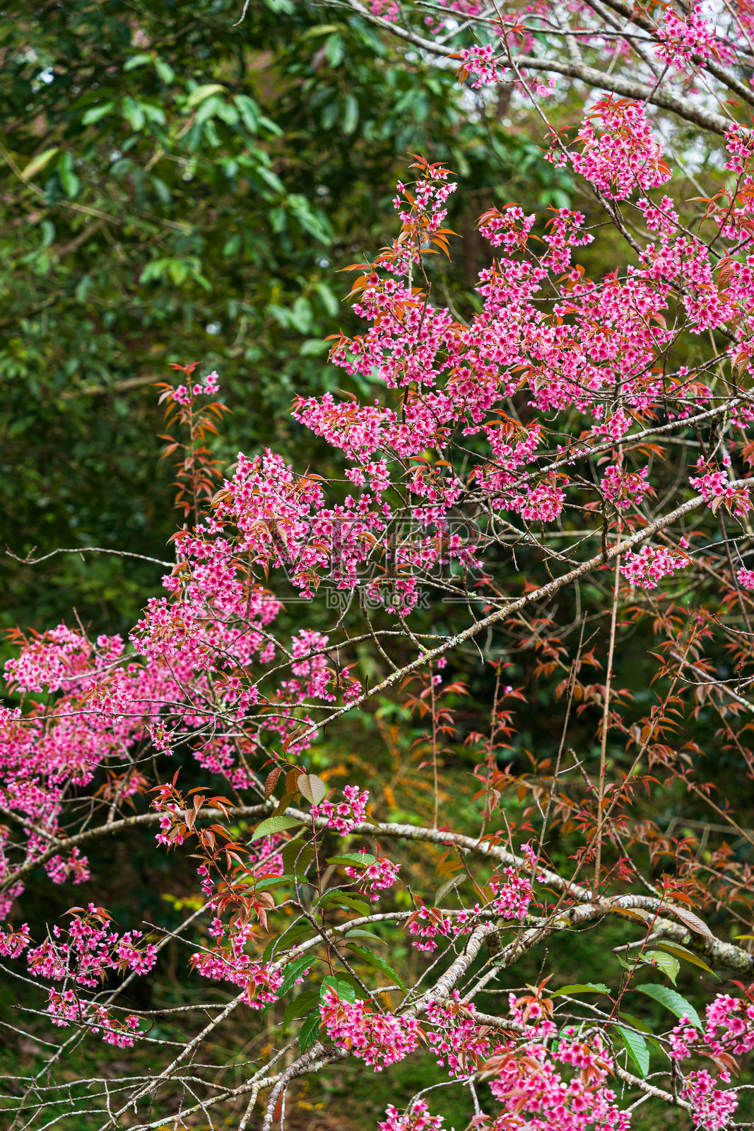 美丽的野生喜马拉雅樱桃（Prunus cerasoides）或巨型虎花特写，拍摄于泰国清迈农业研究中心（Khun Chang Kian）。照片摄影图片