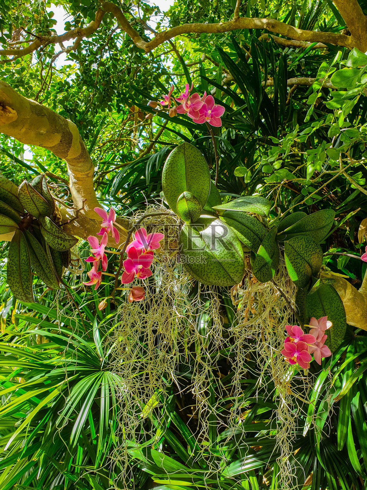 美丽的兰花在佛罗里达州科勒尔盖布尔斯附近的热带花园中生长。照片摄影图片