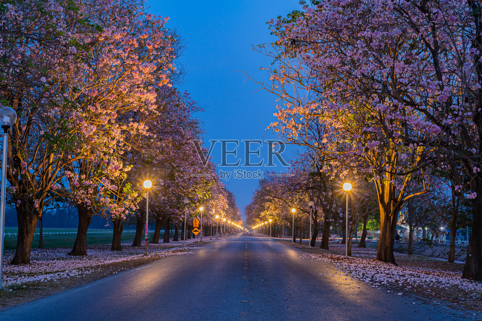 两旁盛开美丽粉色花朵的道路，粉红色的塔贝布亚，粉红色的特科玛，粉红色喇叭树。照片摄影图片