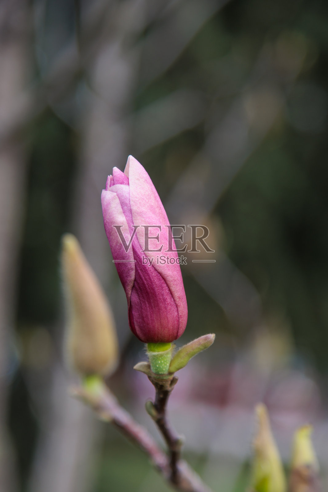 木兰花树照片摄影图片