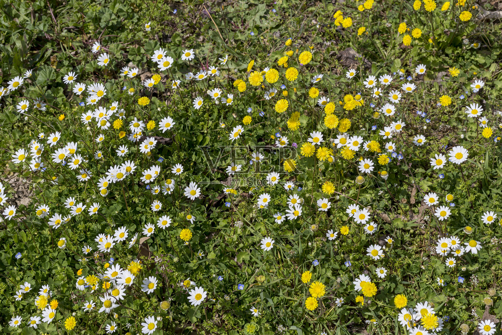 背景：草地上的野花雏菊照片摄影图片