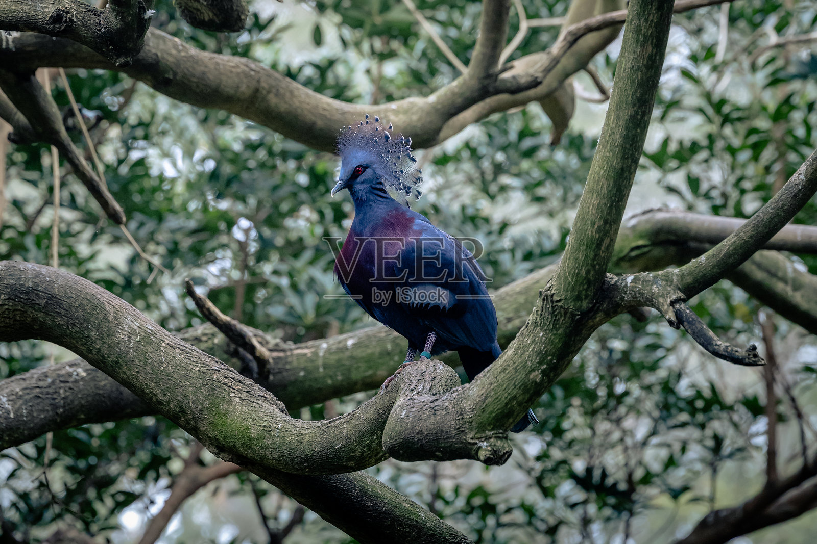 维多利亚冠鸠照片摄影图片