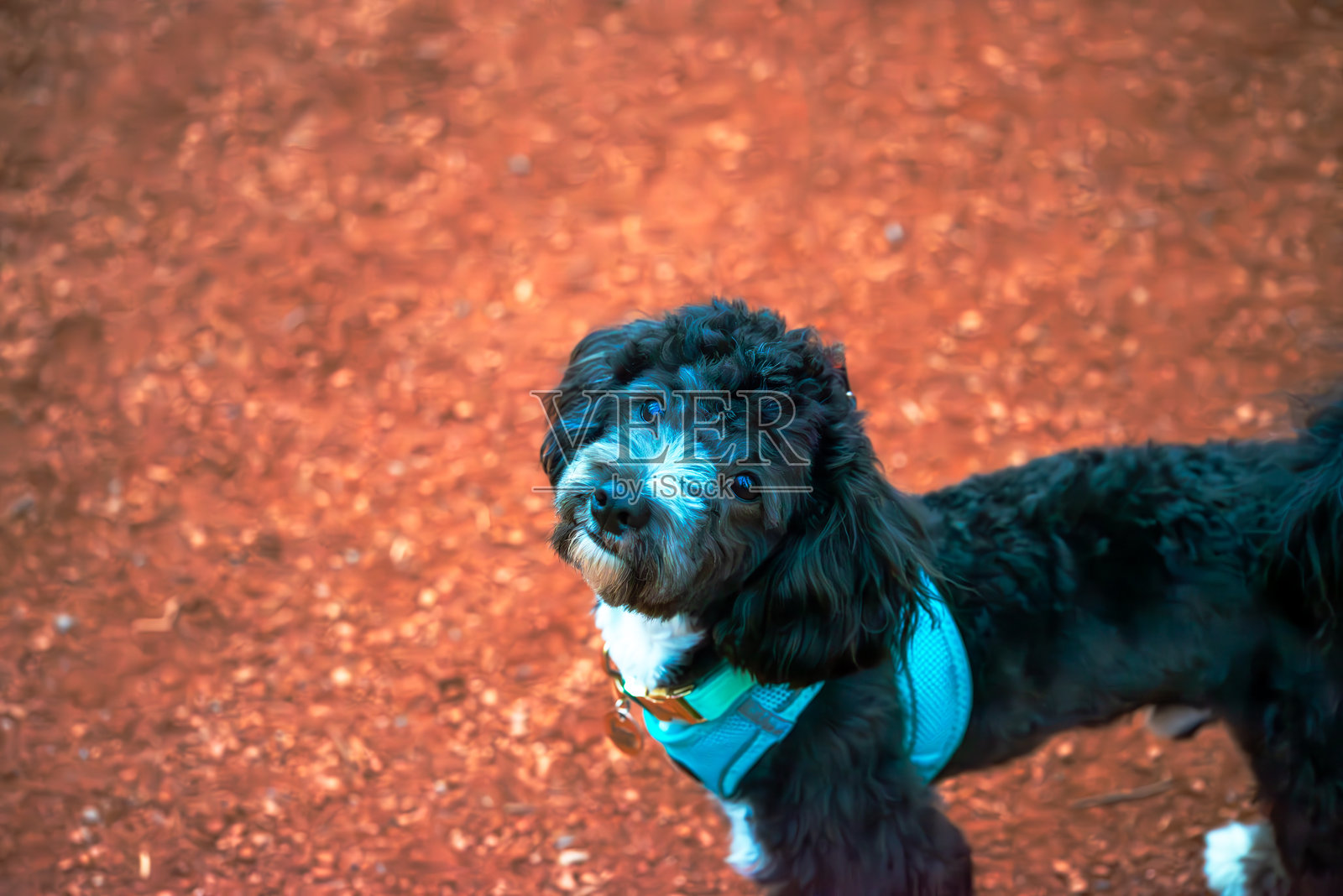 迷人的伴侣：小马尔济斯贵宾犬在跑道上照片摄影图片