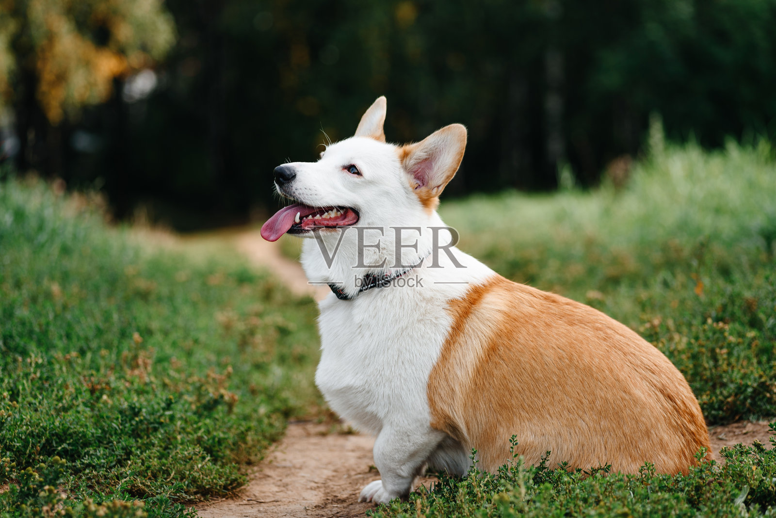 柯基犬坐在公园的小径上照片摄影图片