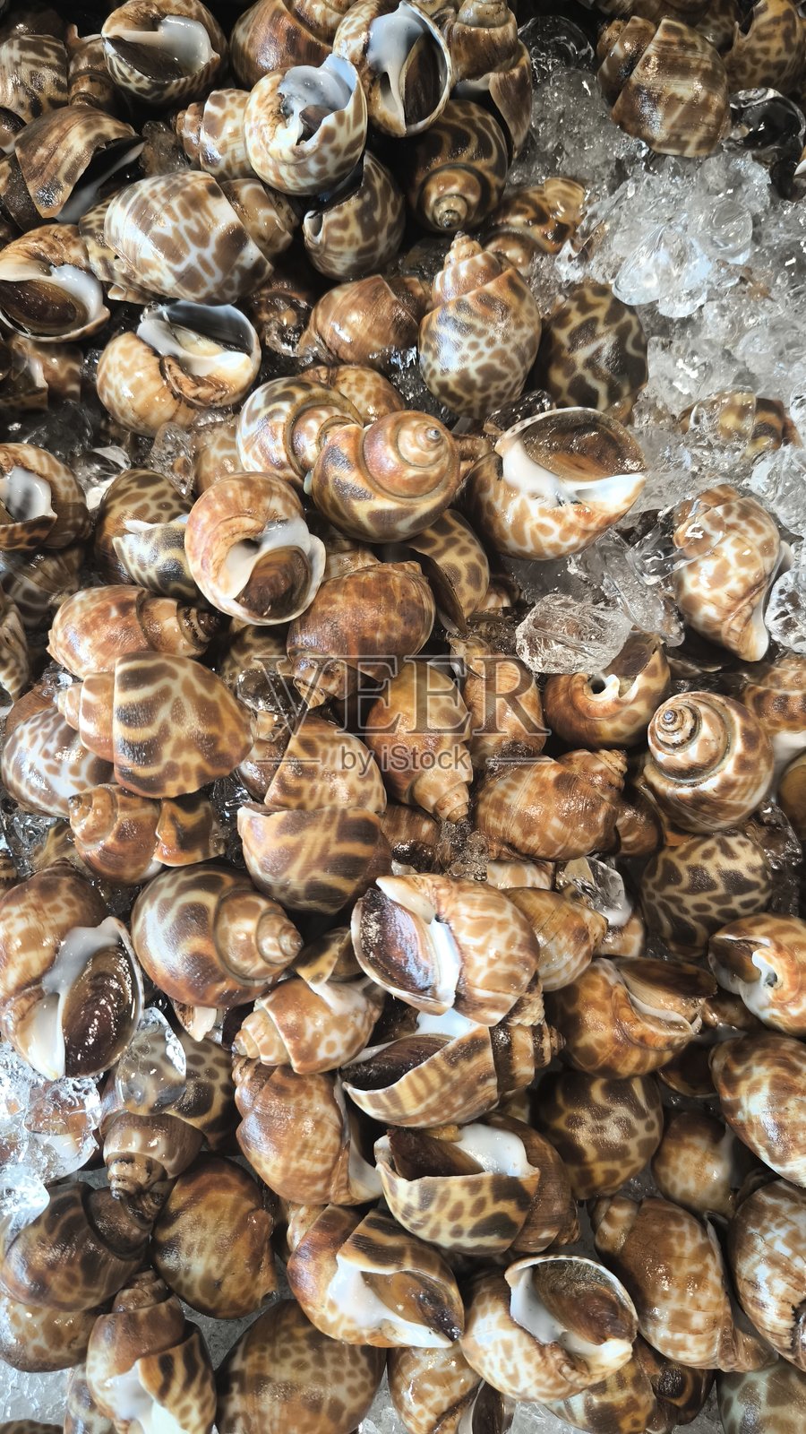 市场上冰上新鲜的斑点海螺照片摄影图片