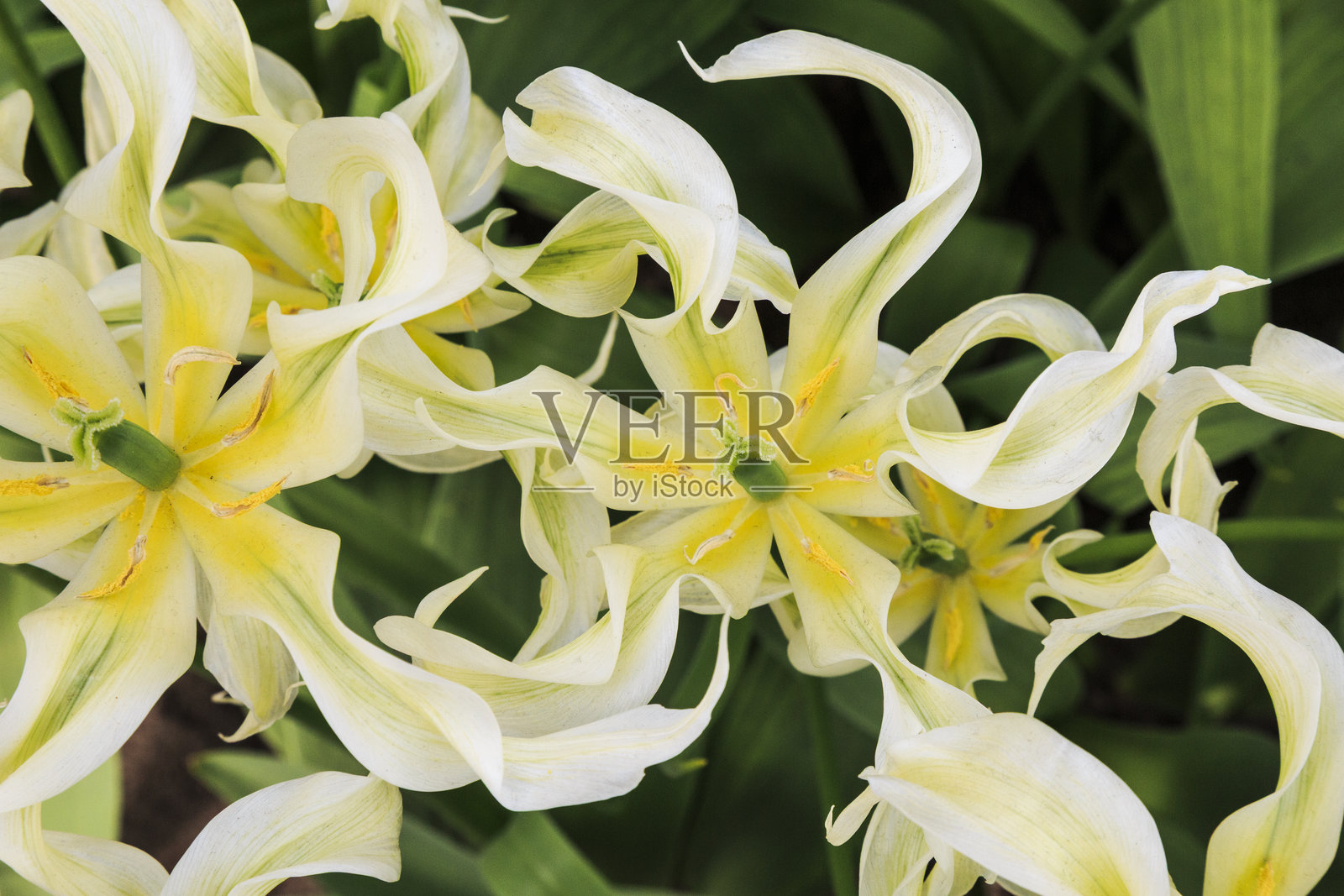 欧洲，荷兰，弗莱福兰。白色花朵特写。照片摄影图片