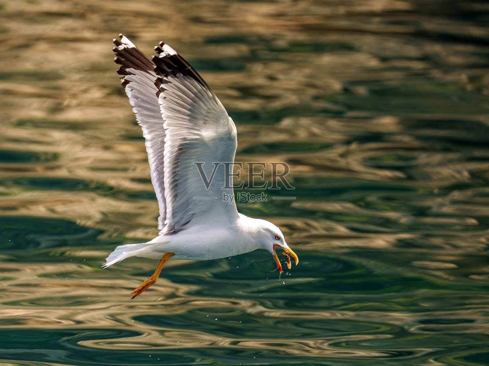 一只海鸥用喙抓住它捕到的虾。照片摄影图片