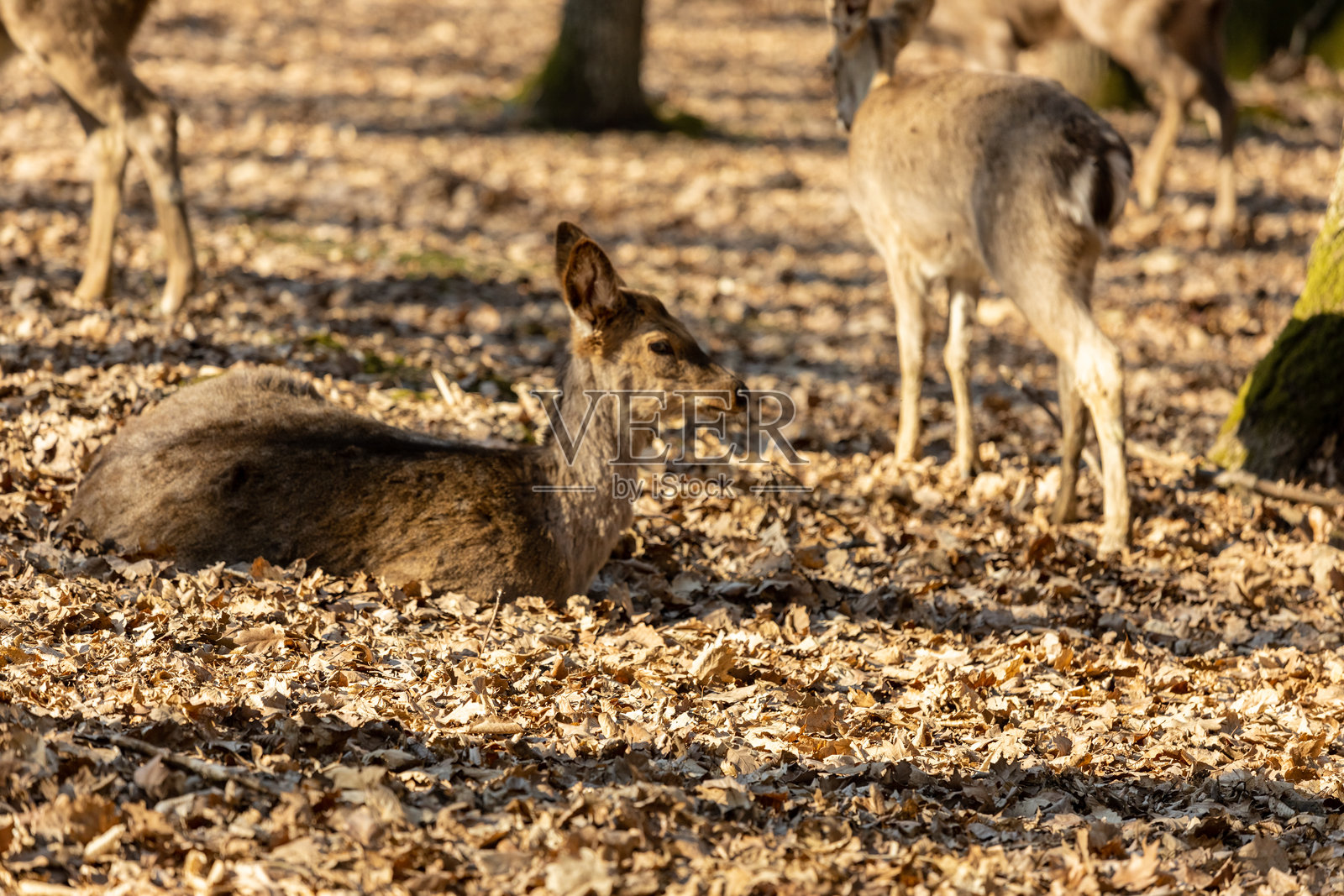 森林中的鹿。野生的欧洲梅花鹿照片摄影图片