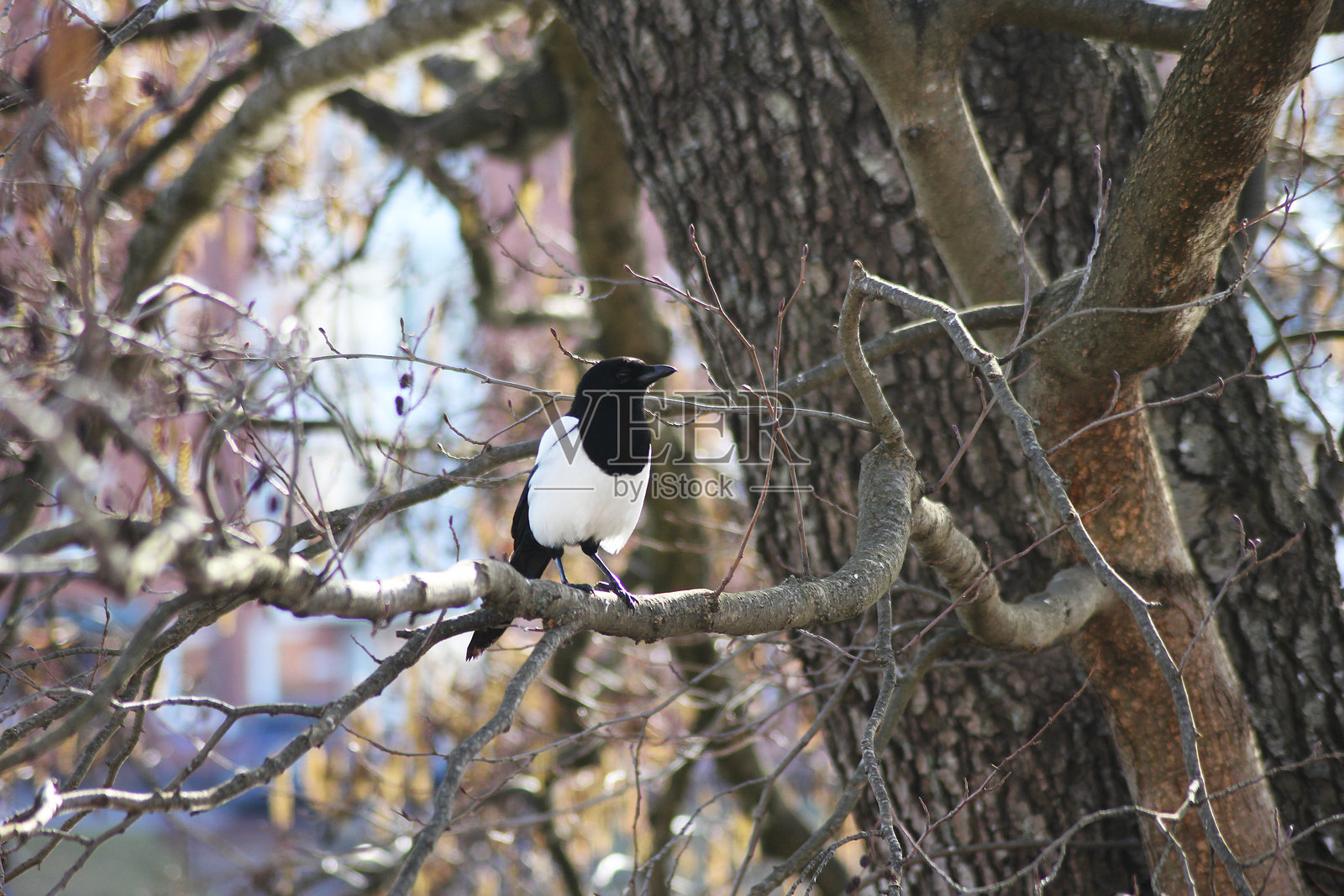 一只喜鹊栖息在树枝上照片摄影图片