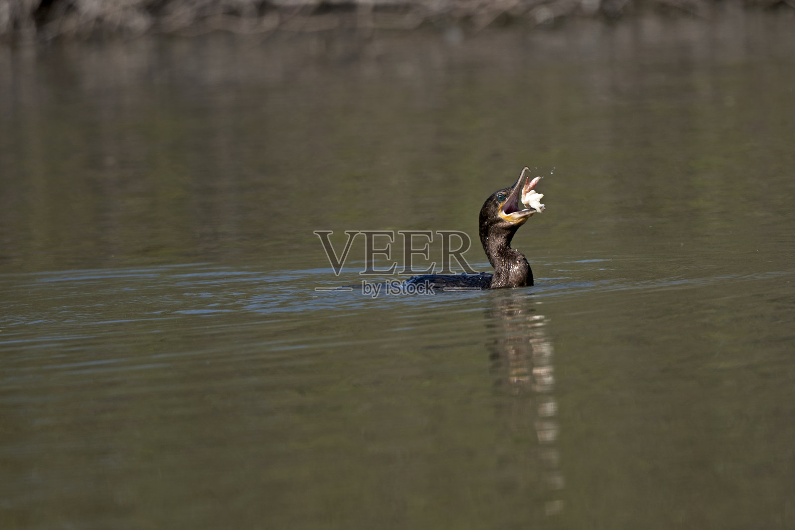 大蓝鹭在自然池塘中捕到了一条鱼照片摄影图片