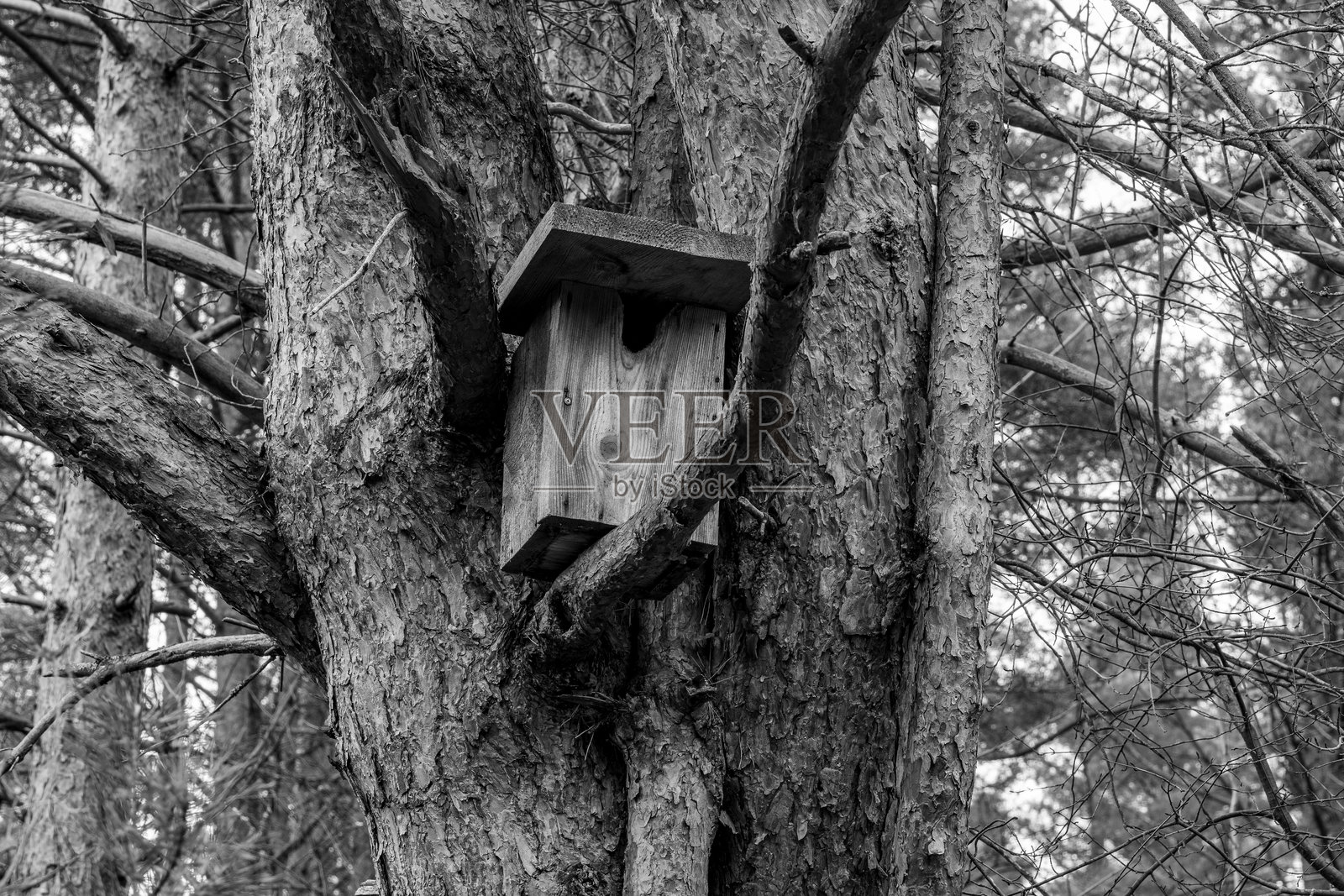 黑白色调的树上乡村风格木鸟屋照片摄影图片