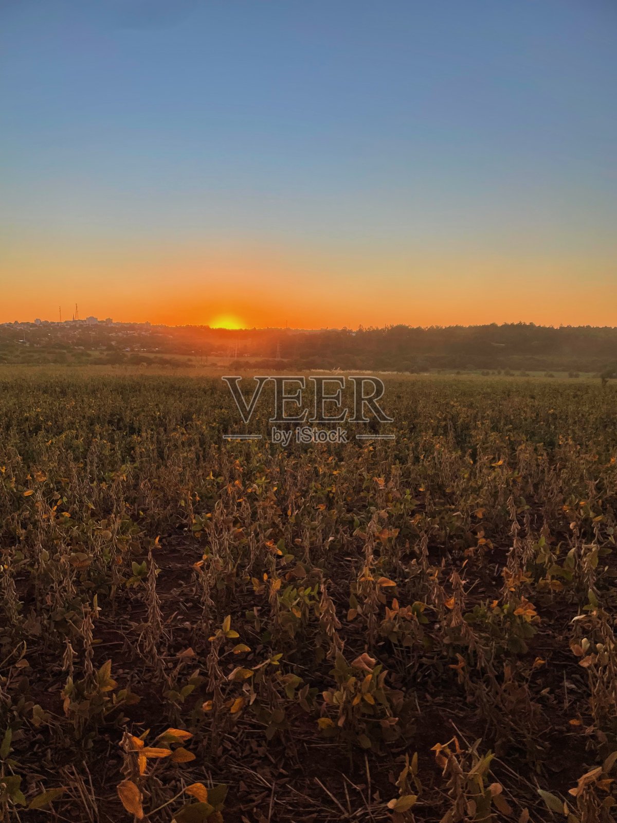 巴西的黄豆种植园照片摄影图片