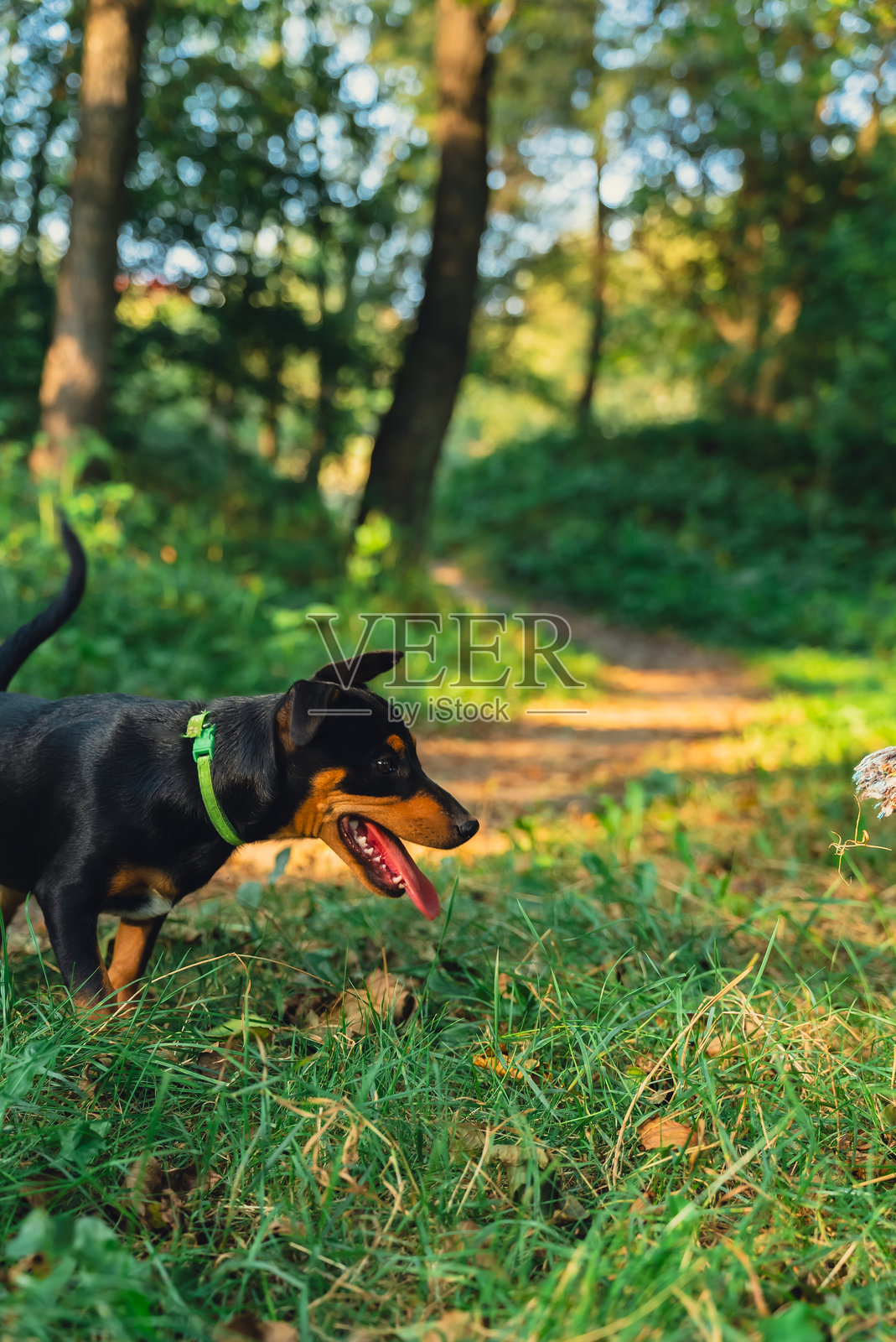 德国猎犬在户外玩球。猎犬在夏天的草坪上玩五彩玩具。宠物人性化。照片摄影图片