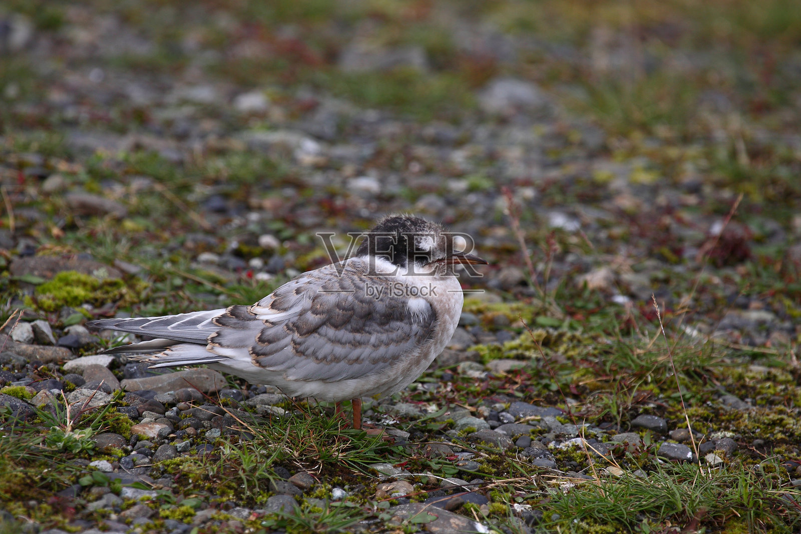海岸燕鸥 / 北极燕鸥 / 天堂燕鸥照片摄影图片