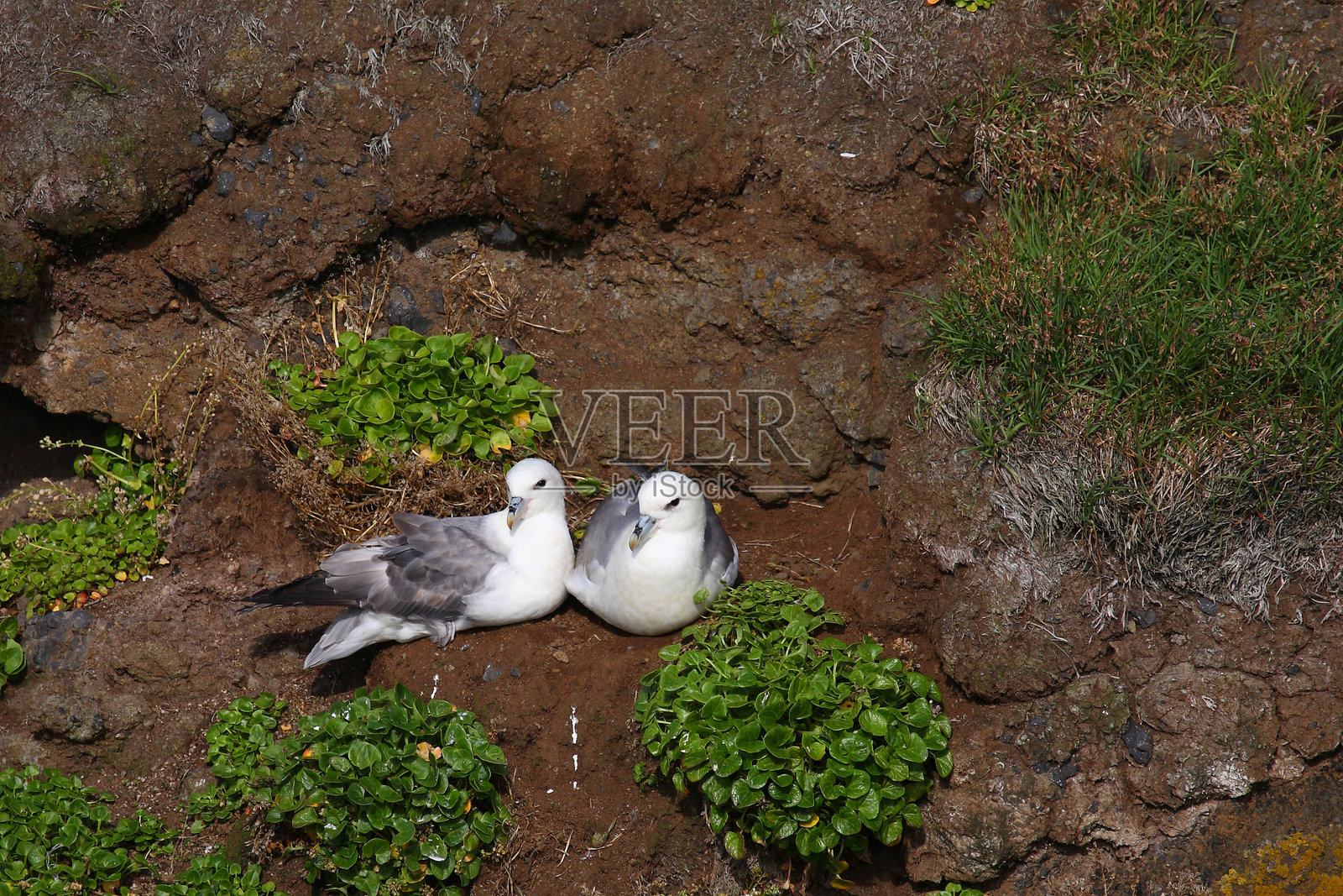 北极信天翁 / Fulmarus glacialis照片摄影图片
