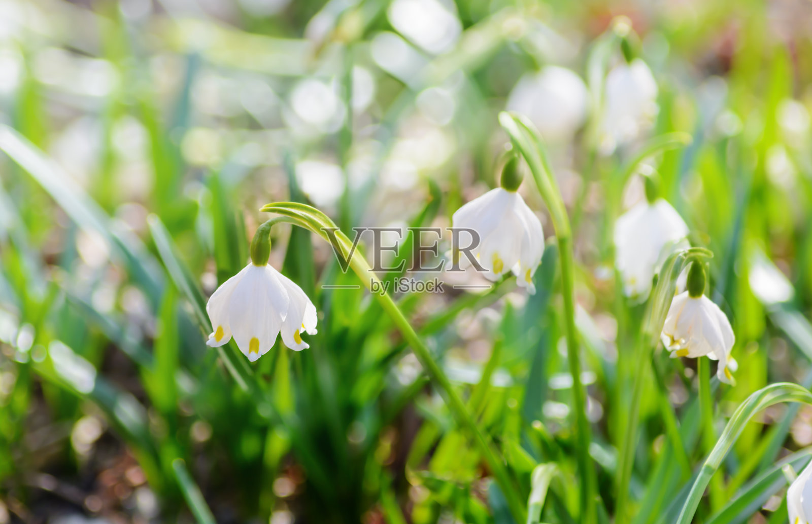 模糊背景中的白色雪花莲花照片摄影图片
